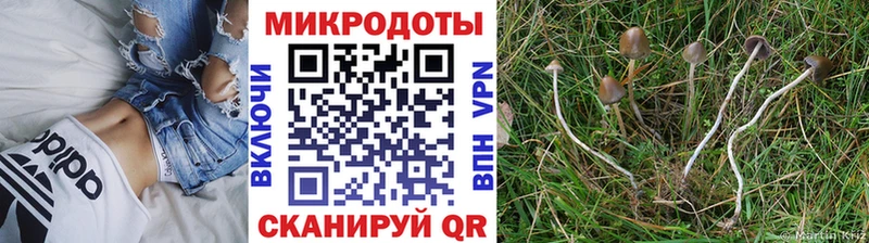 Галлюциногенные грибы Psilocybe  Катайск 